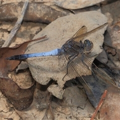 Orthetrum caledonicum (Blue Skimmer) at Gibberagee, NSW - 27 Oct 2013 by Bungybird