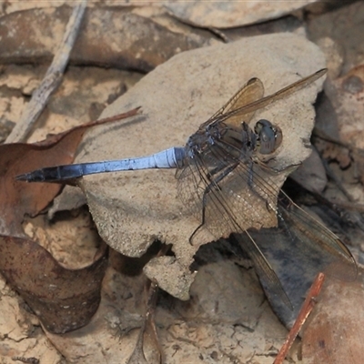 Orthetrum caledonicum (Blue Skimmer) at Gibberagee, NSW - 27 Oct 2013 by Bungybird