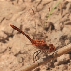 Diplacodes bipunctata at Gibberagee, NSW - 26 Oct 2013 by AaronClausen