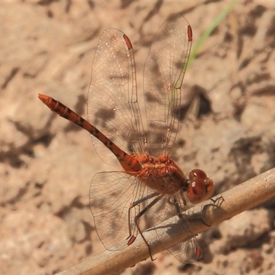 Diplacodes bipunctata (Wandering Percher) at Gibberagee, NSW - 27 Oct 2013 by Bungybird