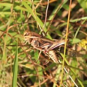 Gastrimargus musicus at Gibberagee, NSW - 6 Jan 2012