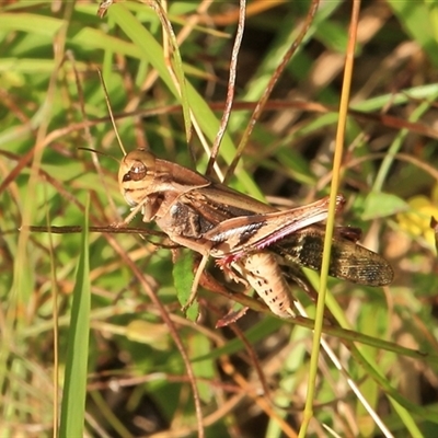 Gastrimargus musicus (Yellow-winged Locust or Grasshopper) at Gibberagee, NSW - 6 Jan 2012 by Bungybird