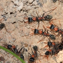 Myrmecia nigrocincta (Jumper ant, jumping jack) at Gibberagee, NSW - 6 Jan 2012 by Bungybird