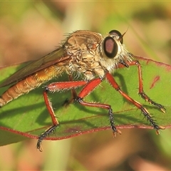 Colepia ingloria at Gibberagee, NSW - 6 Jan 2012 by AaronClausen