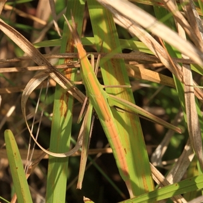 Acrida conica (Giant green slantface) at Gibberagee, NSW - 6 Jan 2012 by Bungybird