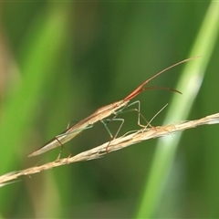 Mutusca brevicornis at Gibberagee, NSW - 6 Jan 2012 by AaronClausen