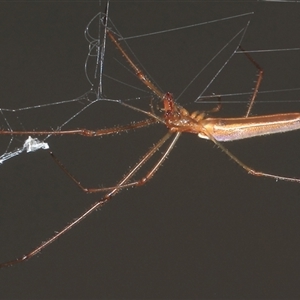 Tetragnatha sp. (genus) at Gibberagee, NSW - 6 Jan 2012