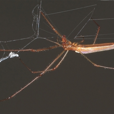 Tetragnatha sp. (genus) at Gibberagee, NSW - 6 Jan 2012 by AaronClausen