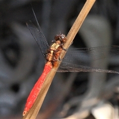 Orthetrum villosovittatum at Gibberagee, NSW - 2 Jan 2012 by AaronClausen