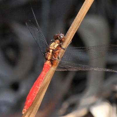 Orthetrum villosovittatum at Gibberagee, NSW - 2 Jan 2012 by AaronClausen