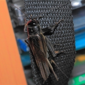 Teleogryllus sp. (genus) at Gibberagee, NSW by Bungybird