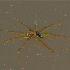 Dolomedes facetus (Crafty Fishing Spider) at Gibberagee, NSW - 3 Jan 2012 by Bungybird