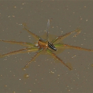 Dolomedes facetus at Gibberagee, NSW - 3 Jan 2012