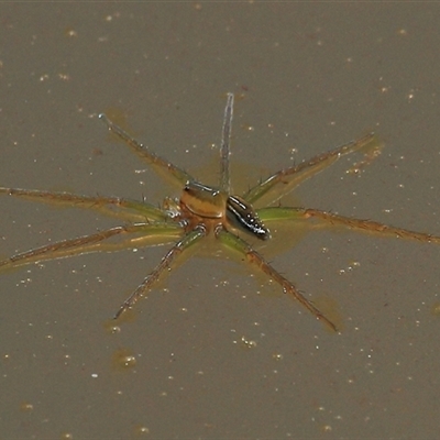 Dolomedes facetus (Crafty Fishing Spider) at Gibberagee, NSW - 2 Jan 2012 by AaronClausen