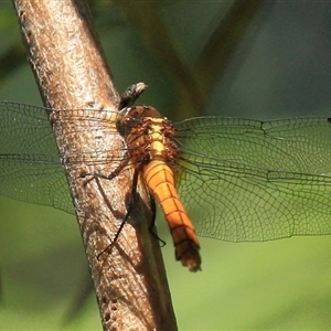 Orthetrum villosovittatum at Gibberagee, NSW - 3 Jan 2012