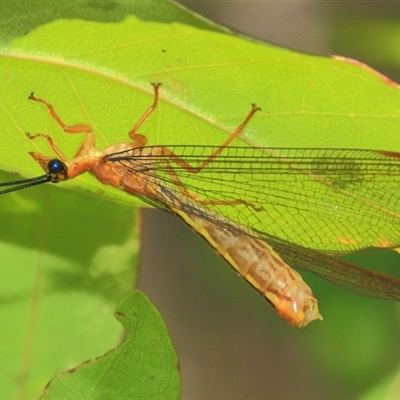 Nymphes myrmeleonoides at Gibberagee, NSW - 2 Jan 2012 by AaronClausen