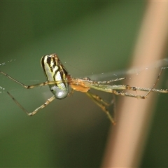 Leucauge dromedaria at Gibberagee, NSW - 2 Jan 2012 by AaronClausen