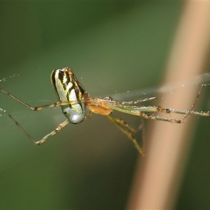 Leucauge dromedaria at Gibberagee, NSW - 3 Jan 2012 01:53 AM