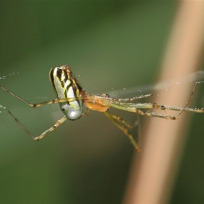 Leucauge dromedaria at Gibberagee, NSW - 2 Jan 2012 by AaronClausen