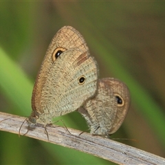 Ypthima arctous (Dusky Knight) at Gibberagee, NSW - 3 Jan 2012 by Bungybird