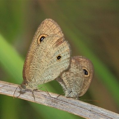 Ypthima arctous (Dusky Knight) at Gibberagee, NSW - 3 Jan 2012 by Bungybird