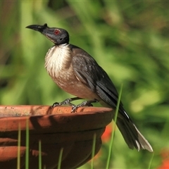 Philemon corniculatus (Noisy Friarbird) at Gibberagee, NSW - 3 Jan 2012 by Bungybird