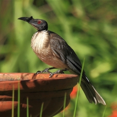 Philemon corniculatus (Noisy Friarbird) at Gibberagee, NSW - 3 Jan 2012 by Bungybird