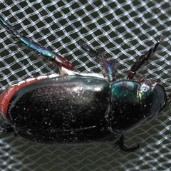 Repsimus aeneus (Green Christmas beetle) at Gibberagee, NSW - 2 Jan 2012 by Bungybird