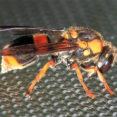 Paralastor sp. (genus) at Gibberagee, NSW - 1 Jan 2012 by AaronClausen