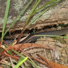 Hemiaspis signata (Swamp Snake) at Gibberagee, NSW - 30 Dec 2011 by Bungybird