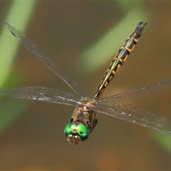 Hemicordulia australiae (Australian Emerald) at Gibberagee, NSW - 30 Dec 2011 by Bungybird