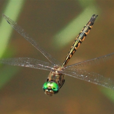 Hemicordulia australiae (Australian Emerald) at Gibberagee, NSW - 30 Dec 2011 by Bungybird