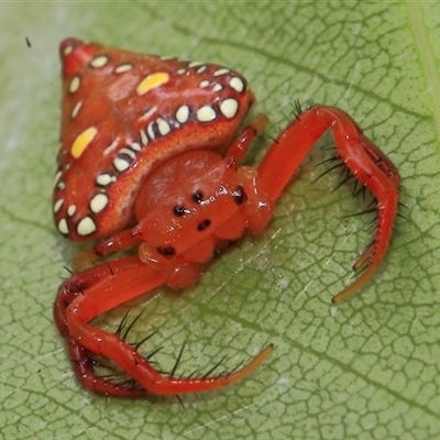 Arkys lancearius (Triangular Spider) at Gibberagee, NSW - 30 Dec 2011 by Bungybird