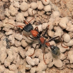 Myrmecia nigrocincta (Jumper ant, jumping jack) at Gibberagee, NSW - 30 Dec 2011 by AaronClausen