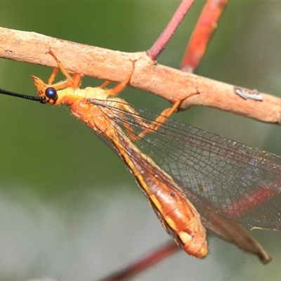 Nymphes myrmeleonoides at Gibberagee, NSW - 30 Dec 2011 by AaronClausen