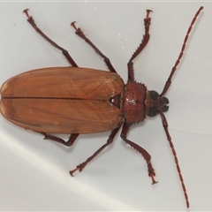 Agrianome spinicollis at Gibberagee, NSW - 30 Dec 2011 by Bungybird