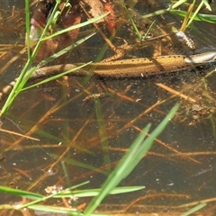 Eulamprus quoyii (Eastern Water Skink) at Gibberagee, NSW - 30 Dec 2011 by Bungybird