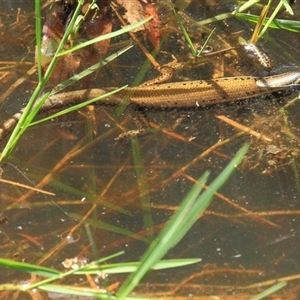 Eulamprus quoyii at Gibberagee, NSW by Bungybird