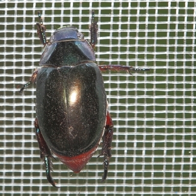 Repsimus aeneus (Green Christmas beetle) at Gibberagee, NSW - 30 Dec 2011 by Bungybird