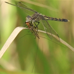 Orthetrum caledonicum (Blue Skimmer) at Gibberagee, NSW - 31 Dec 2011 by Bungybird