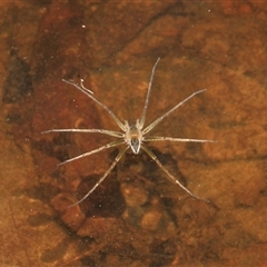 Dolomedes facetus (Crafty Fishing Spider) at Gibberagee, NSW - 27 Dec 2011 by Bungybird