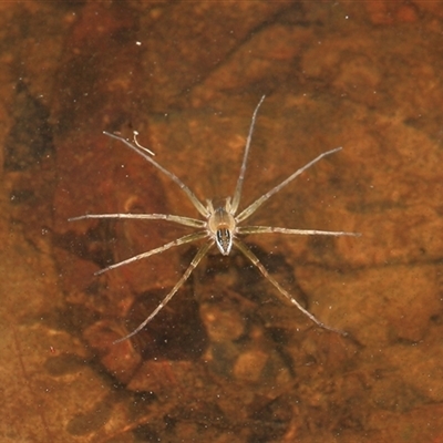 Dolomedes facetus (Crafty Fishing Spider) at Gibberagee, NSW - 27 Dec 2011 by AaronClausen