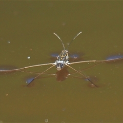 Limnogonus sp. (genus) (Water strider) at Gibberagee, NSW - 27 Dec 2011 by Bungybird