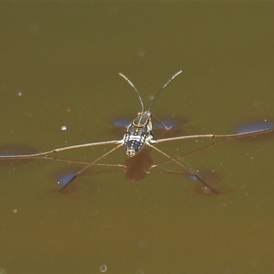 Limnogonus sp. (genus) (Water strider) at Gibberagee, NSW - 27 Dec 2011 by Bungybird