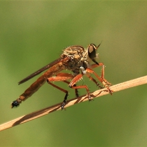 Zosteria fulvipubescens at Gibberagee, NSW by Bungybird