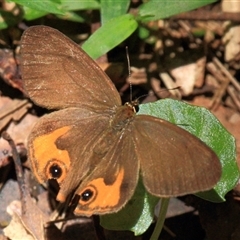 Hypocysta metirius at Gibberagee, NSW - 27 Dec 2011 by AaronClausen