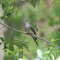 Geopelia humeralis (Bar-shouldered Dove) at Gibberagee, NSW - 27 Dec 2011 by Bungybird