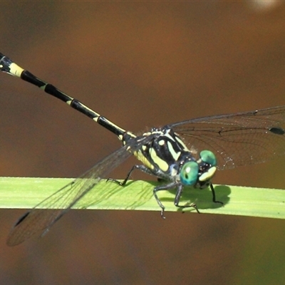 Austroepigomphus praeruptus at Gibberagee, NSW - 26 Dec 2011 by AaronClausen