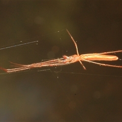 Tetragnatha sp. (genus) (Long-jawed spider) at Gibberagee, NSW - 26 Dec 2011 by Bungybird