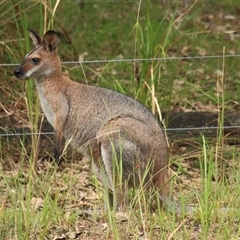 Notamacropus rufogriseus at Gibberagee, NSW - 26 Dec 2011 by AaronClausen